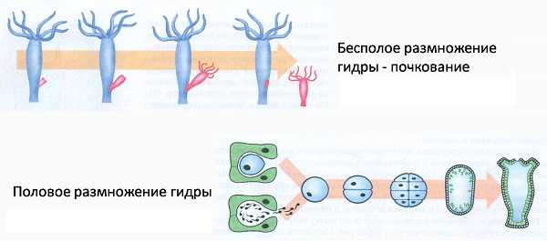 Кракен переходник ссылка